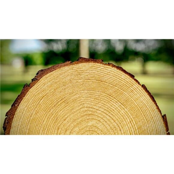 Set of (10) 10-11 inch Wood Slices for centerpieces! (10 inch) - Picture 3 of 8